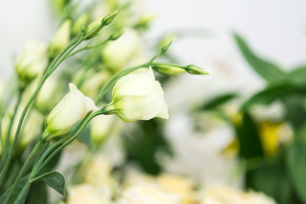 Lysianthus Strauß "Klara"