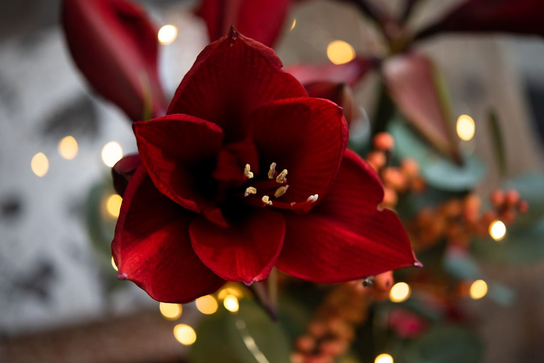 Wissenswertes über Amaryllis